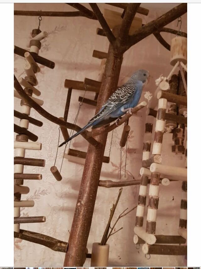 Фото автора. Вот такой комплекс заказала любящая хозяйка, чтобы птенчику не ыбо скучно