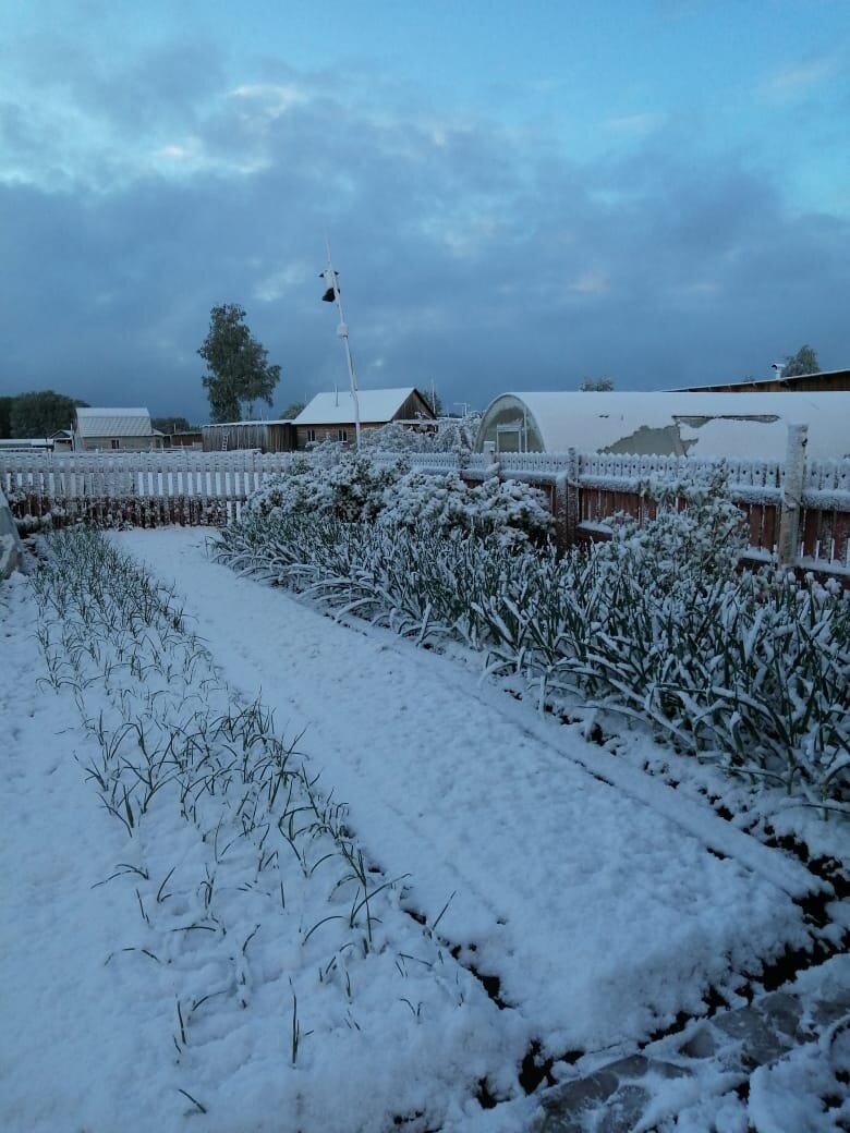 Фото не мое. Грядки под снегом.