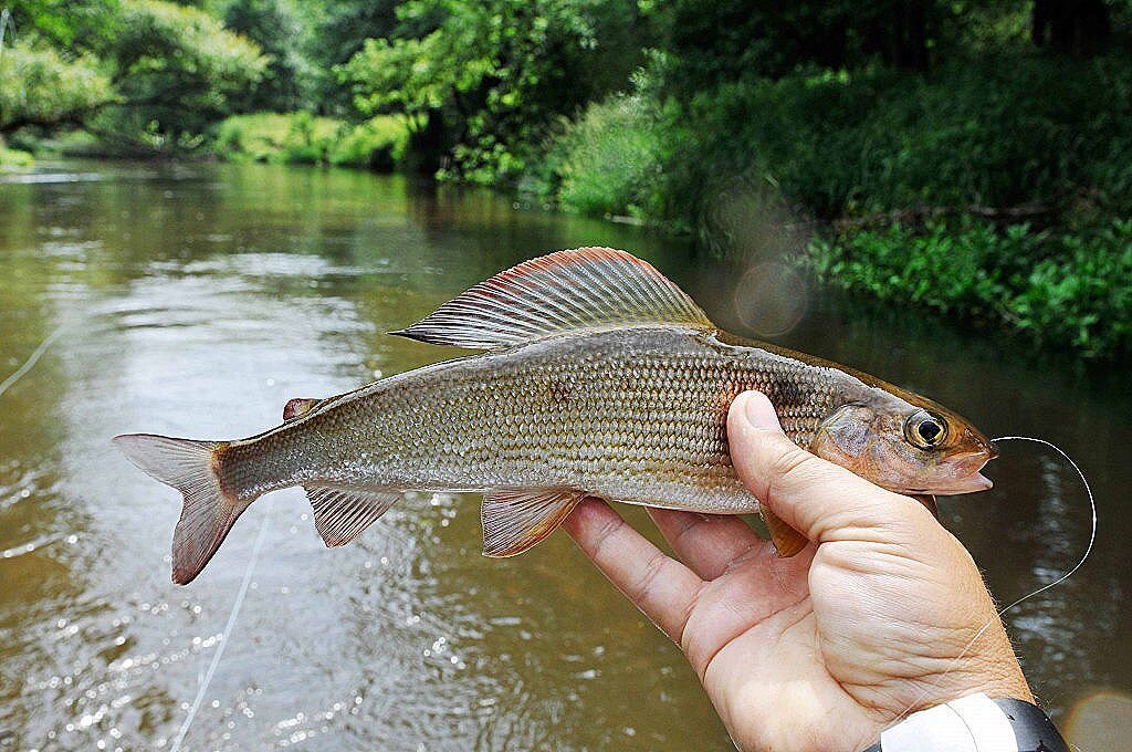 Фото с сайта: https://fishprofit.ru/wp-content/uploads/2020/07/dsc4678_result.jpg