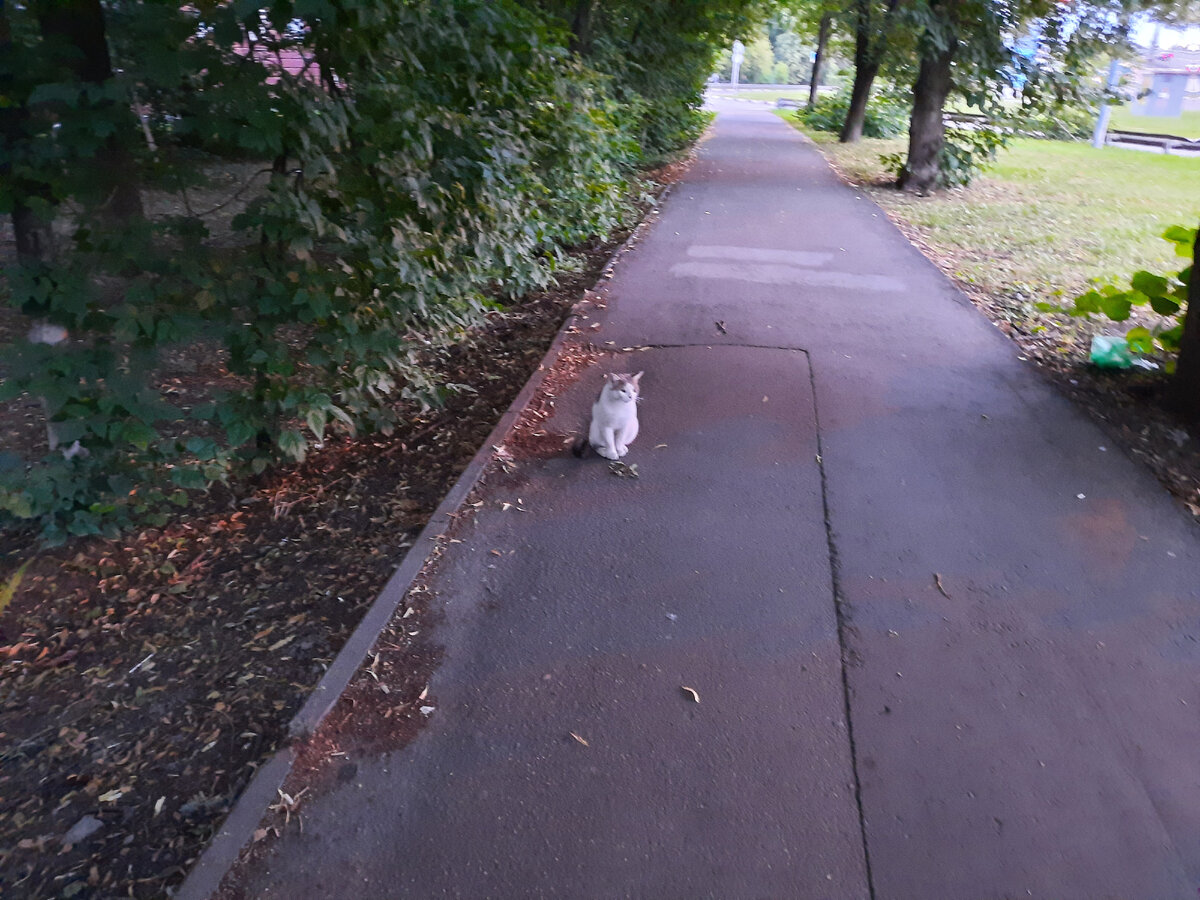 Вот так сидит и смотрит или бежит за мной и трется о ноги