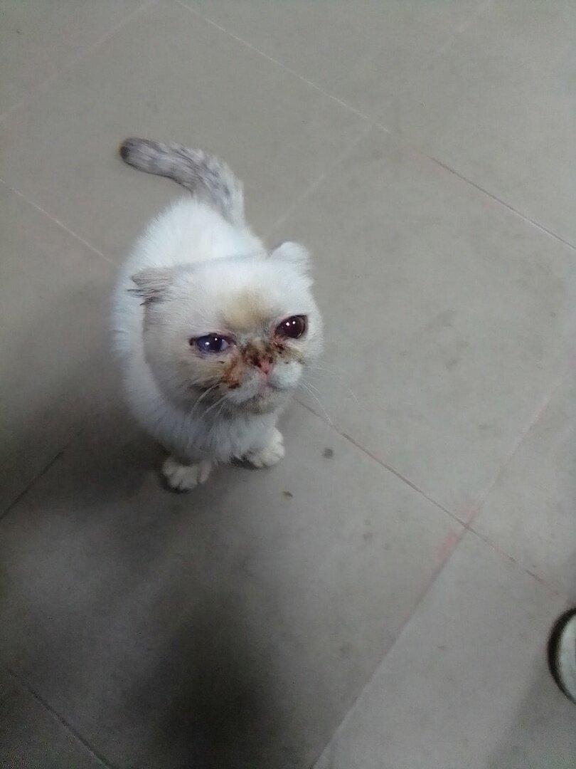 Пончик