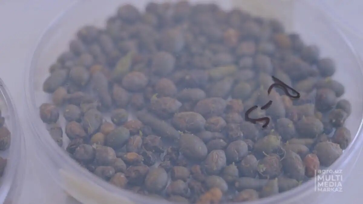 Фото:www.agro.uz