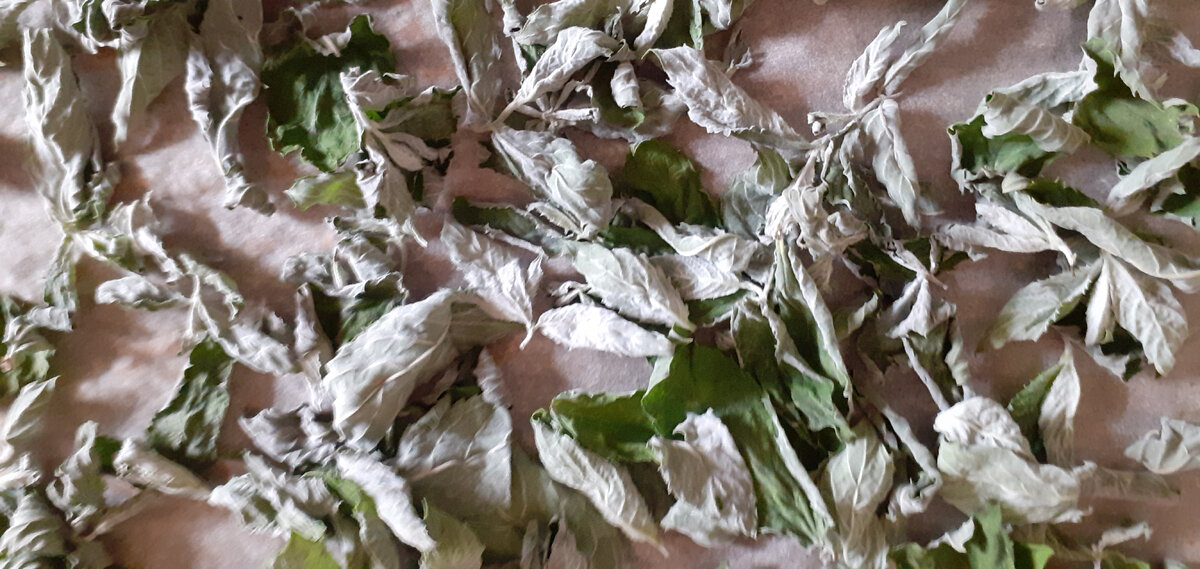 Мята уже завялилась