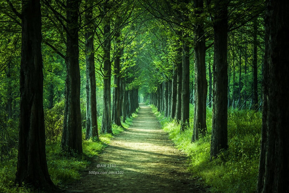 Картинка в свободном доступе Аллея парка.