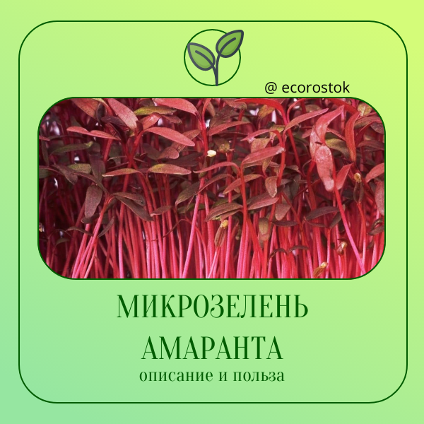 Новое открытие для здорового питания: микрозелень амаранта!