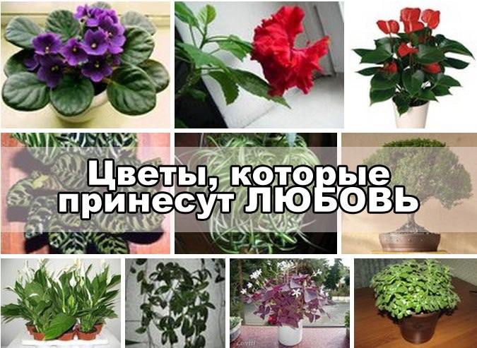 100советов on Instagram: "10 растений, которые принесут в Ваш дом любовь! ⠀ Друз