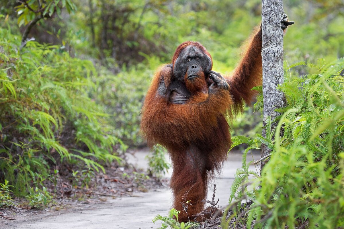 орангута задумался