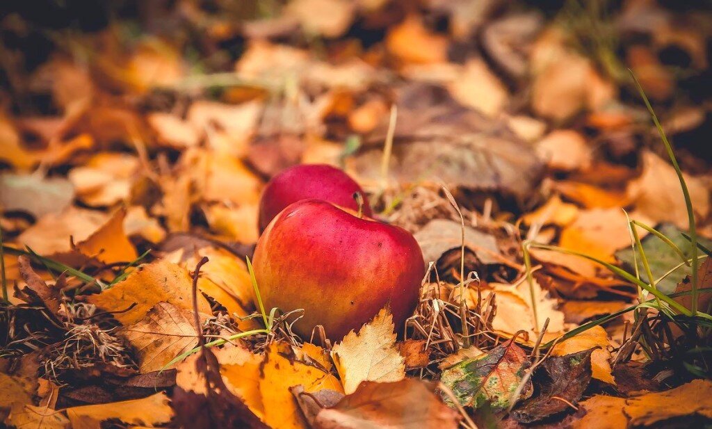 фотография из интернета