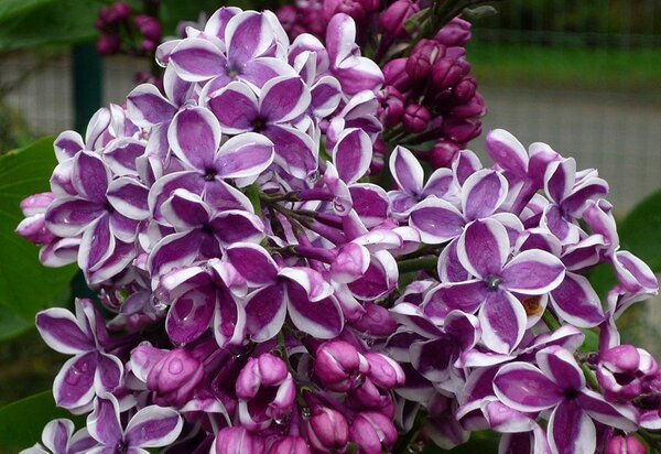 Сад Анны Гауэр