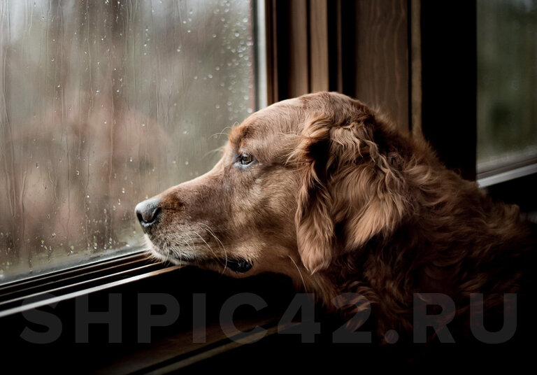 Фото с сайта wallbox.ru