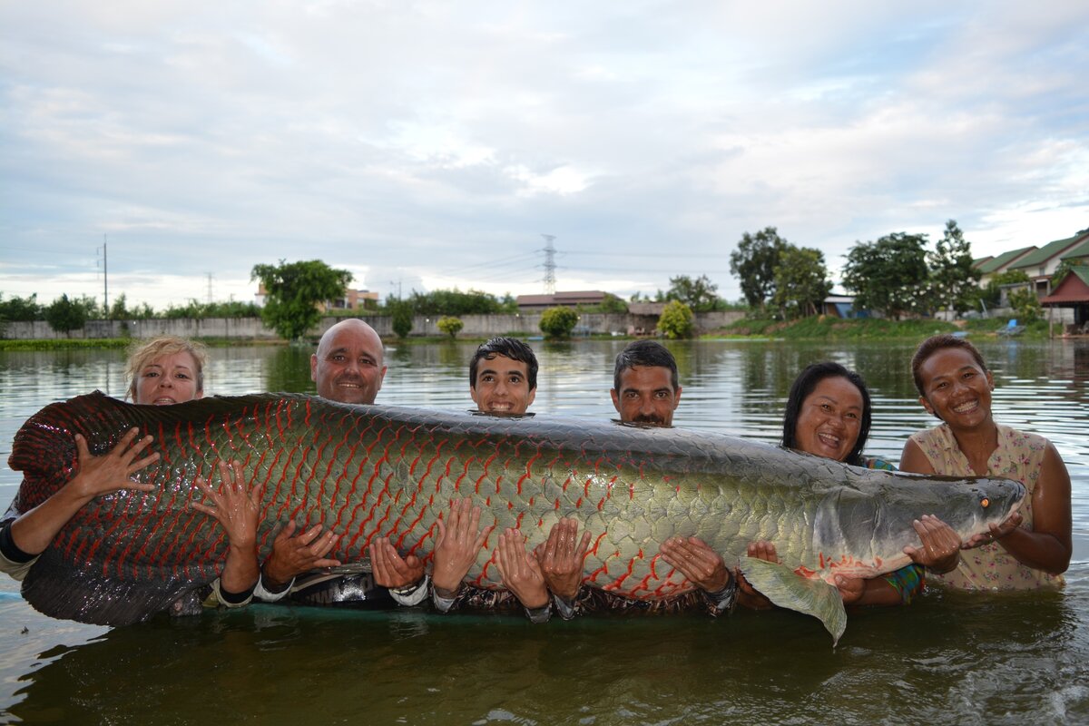 Река Амазонка рыба арапайма