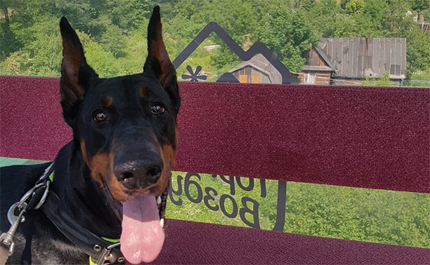 На канатной дороге "Горного воздуха" запретили перевозить крупных собак