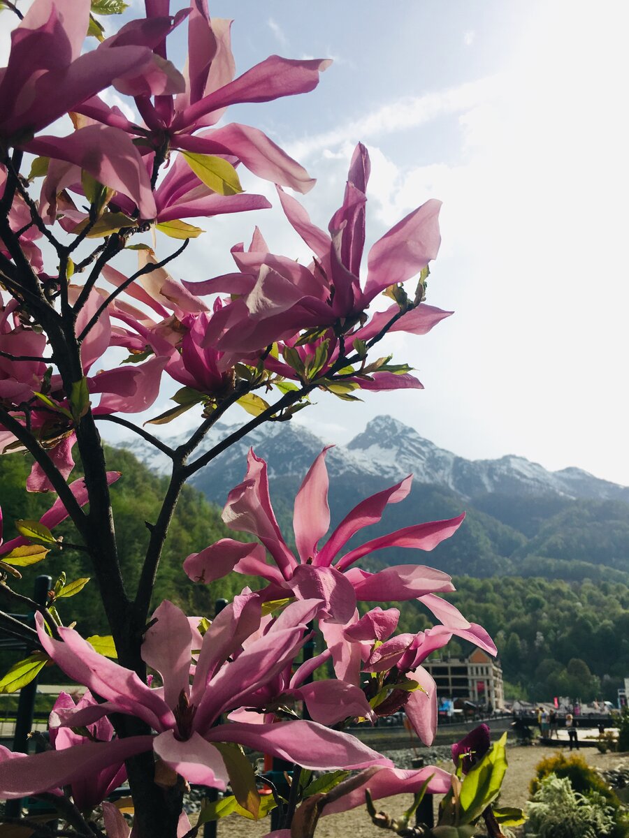 Магнолия Суланжа