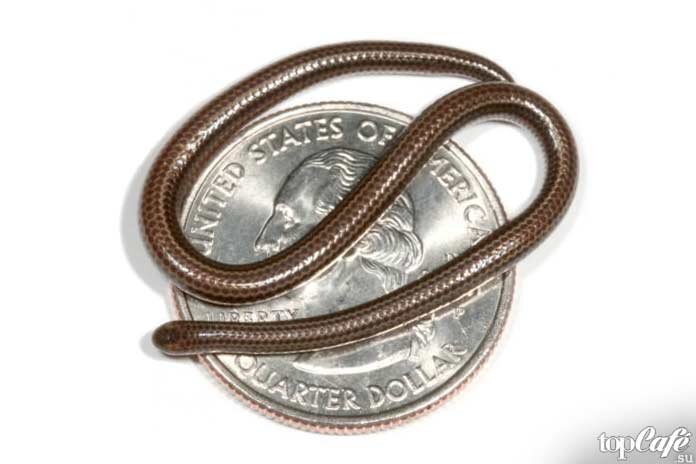 2001 какой змеи. Самая маленькая змея. Самая маленькая змея в мире. 2001 Змея характерные черты.