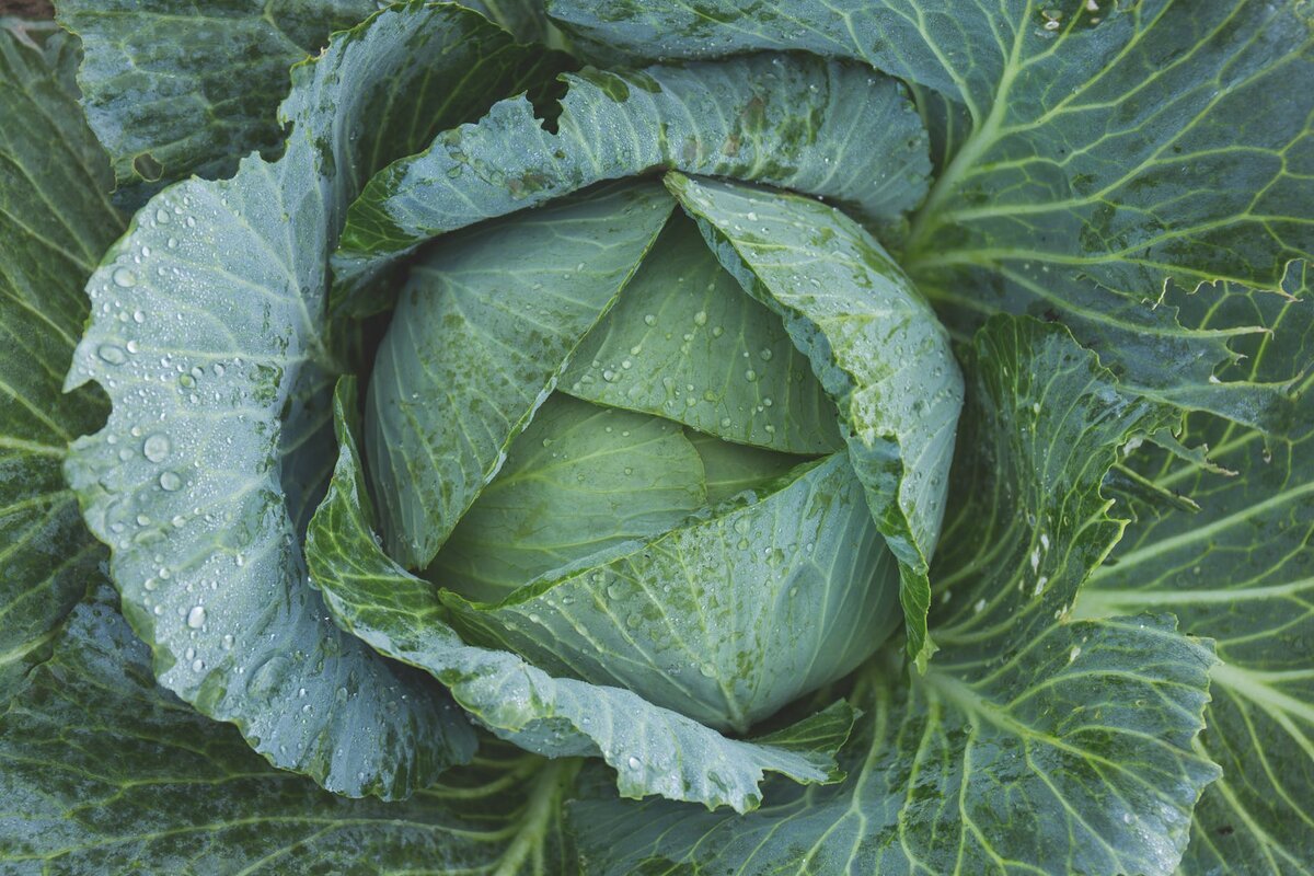 https://www.pexels.com/photo/food-water-summer-texture-134877/