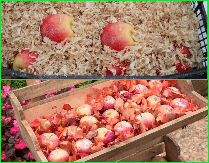 Как сохранить яблоки свежими на зиму в домашних условиях (простым бюджетным способом)