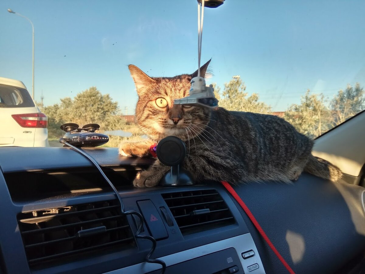 Брутус - все под контролем!