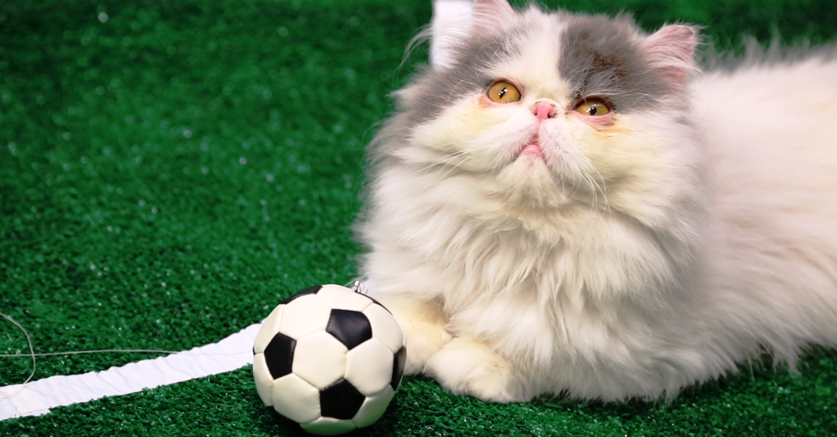 Фото взято с сайта https://mashable.com/2014/07/02/world-cup-cats/
