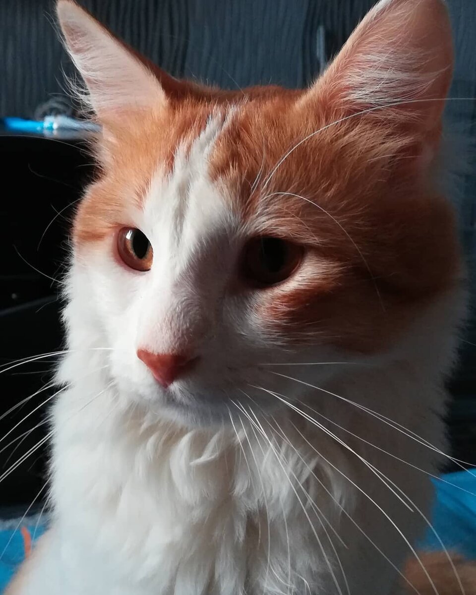 Кот просто Кот ..