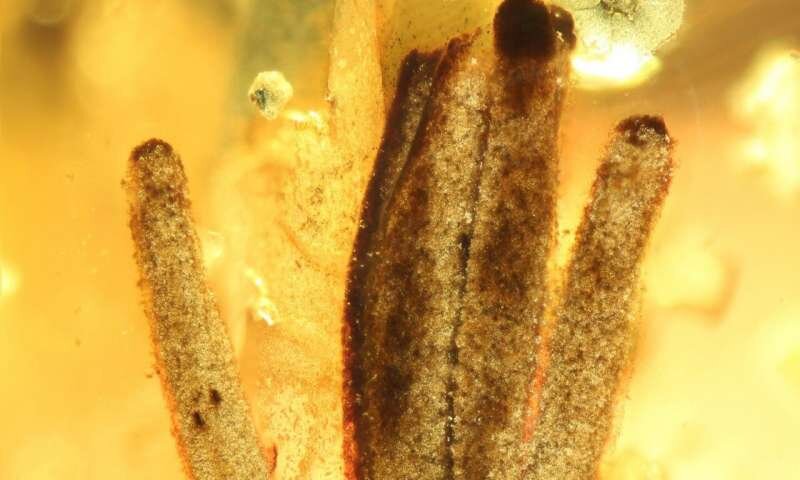 Группа из нескольких плодоносящих тел слизистой плесени (миксомицеты) длиной около 2,5 миллиметров в янтаре, возраст которого составляет около 100 миллионов лет