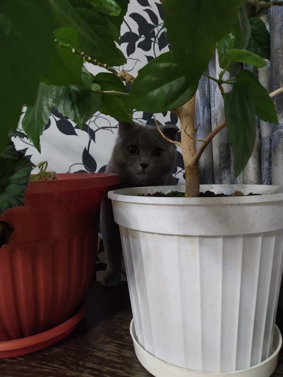 Спряталась..)