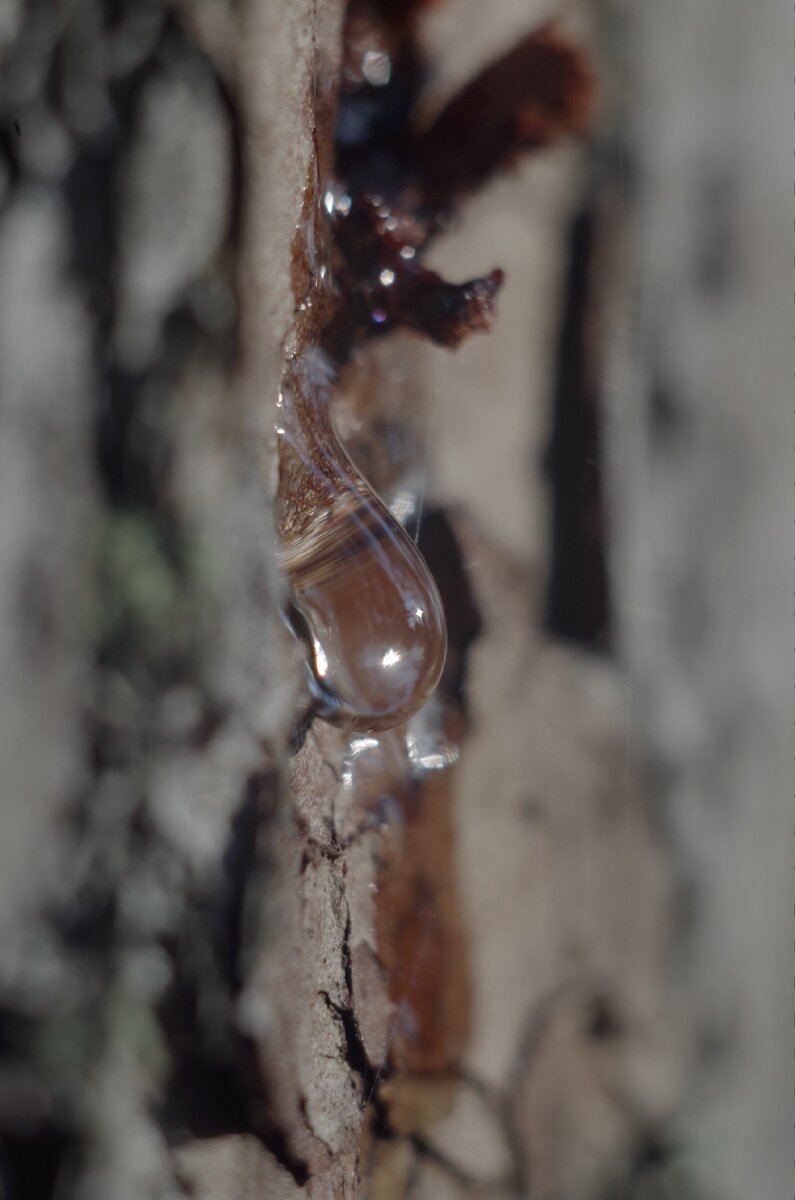 Смола -   застывшая   слеза