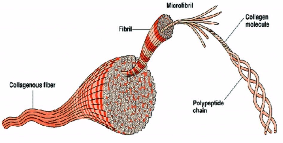 Строение коллагенового волокна. Коллагеновые волокна состоят из. Фибриллы волоса. Коллагеновые волокна рисунок.