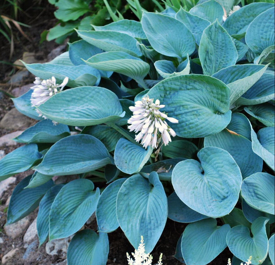 Хоста Зибольда