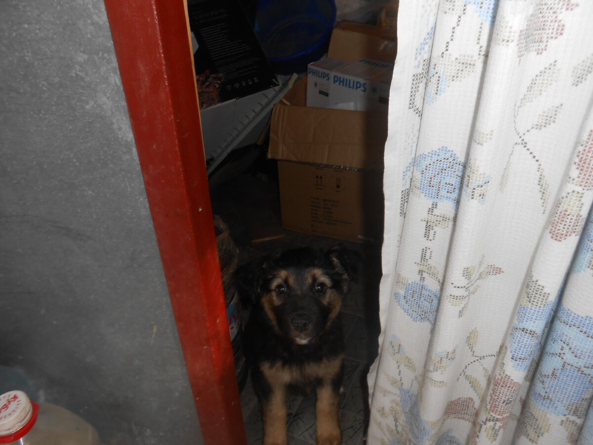 это Макс, когда я впервые его увидела (фото из личного архива автора)