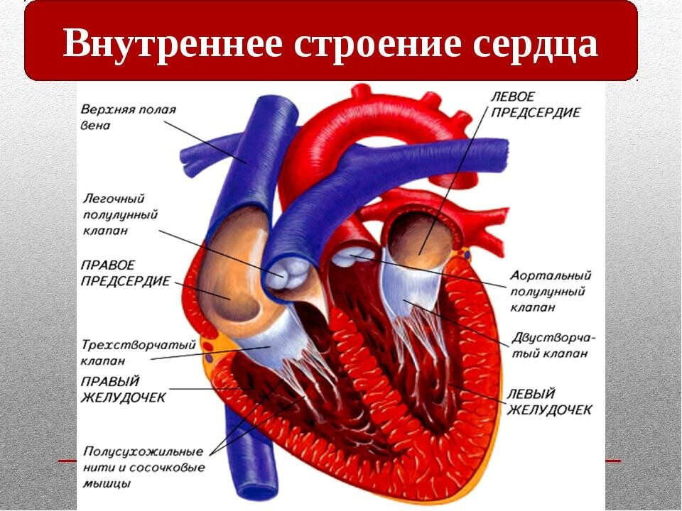 Название крови в правой части сердца. Строение человеческого сердца схема. Строение сердца подробно с клапанами. Особенности строения сердца человека. Строение сердца человека с подписями.