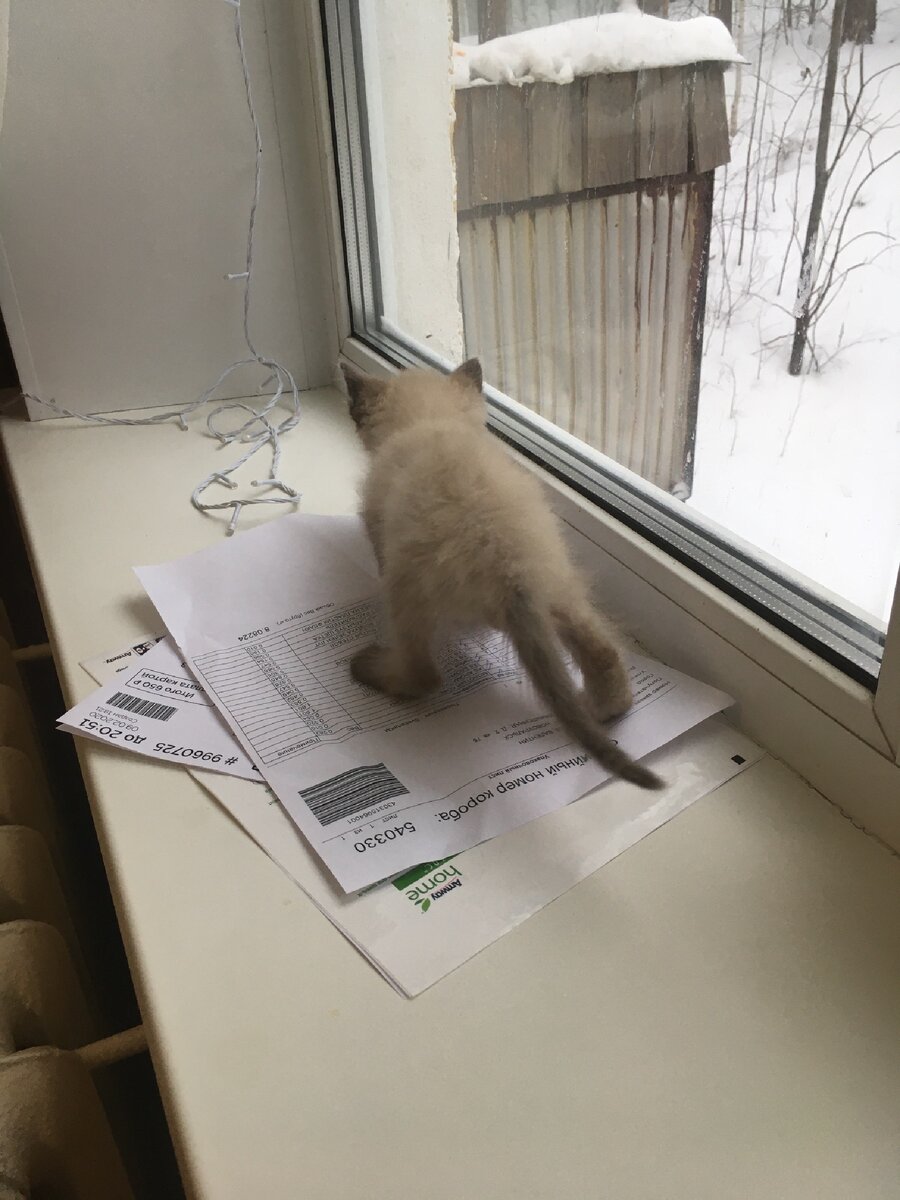 На фото, которое я сделала для знакомого ветеринара, видно неестественное положение лап.