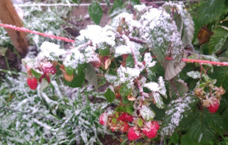 После первого снега малина продолжала спеть  