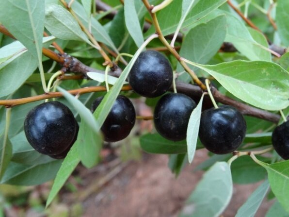 По-моему это просто подарок для садоводов.