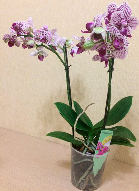 Орхидея в горшке в магазине. Орхидея в магазине. Орхидеи фаленопсис фестиваль. Орхидея в горшке в магазине. Как выбрать орхидею в магазине.
