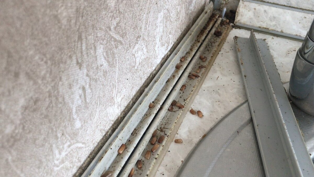 Тараканы на кухне