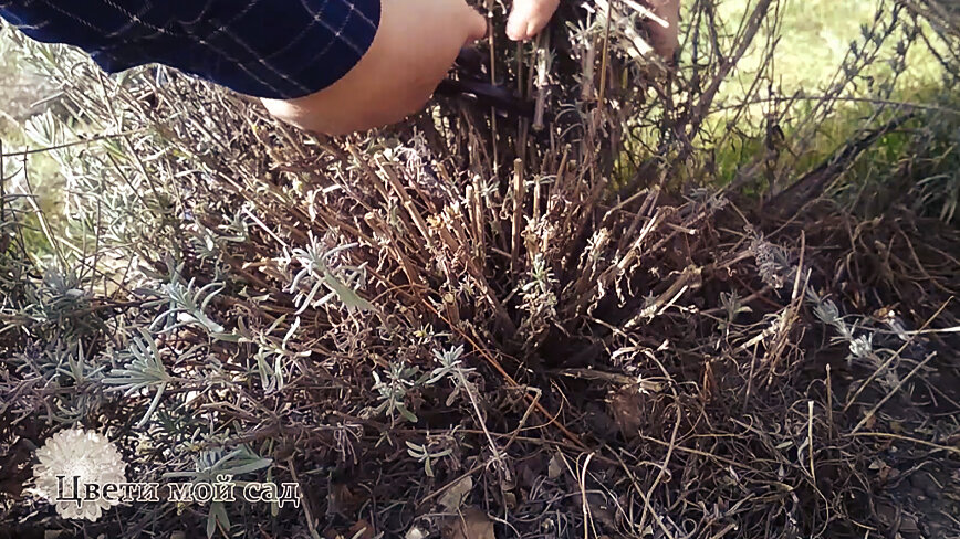 Срезают ли шалфей на зиму. Куст Лаванда Старая. Обрезанный куст лаванды. Подстриженные кусты лаванды. Куст лаванды после зимы.