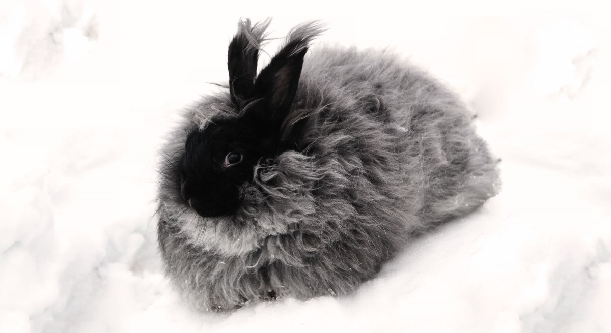 Burberry выпустил тематическую коллекцию к году Кролика — натяжныепотолкибрянск.рф