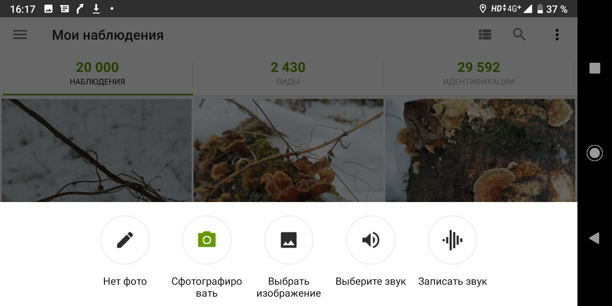 Приложение узнать растение. Приложение для определения растений. определить по фото растение в телефоне. распознавание растений по фото в яндексе с телефона. распознавание растений в смартфоне.