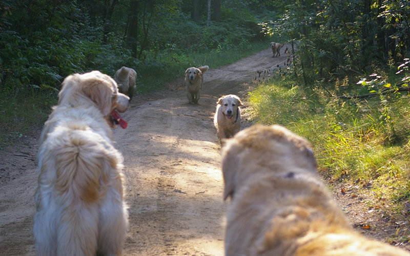 Однажды мы засекли по навигатору, какое расстояние проходим за одну прогулку по лесу. Оказалось, что около 6 км. Получается, что наши собаки за это время пробегали не меньше десятка км. Фото: А. Смирнов