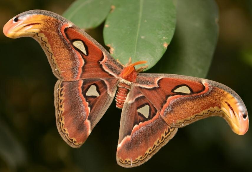 Самые необычные и красивые бабочки мира | Интересные интересности (ИИ) |  Дзен