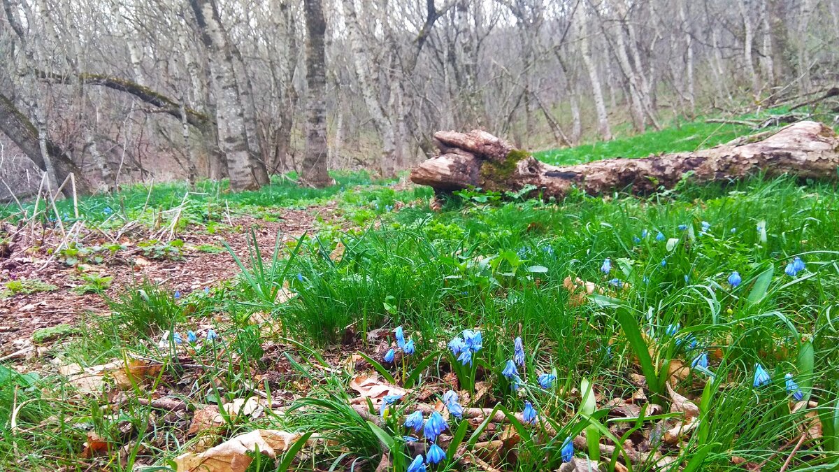 Зелёный подлесок в лесу на Машуке