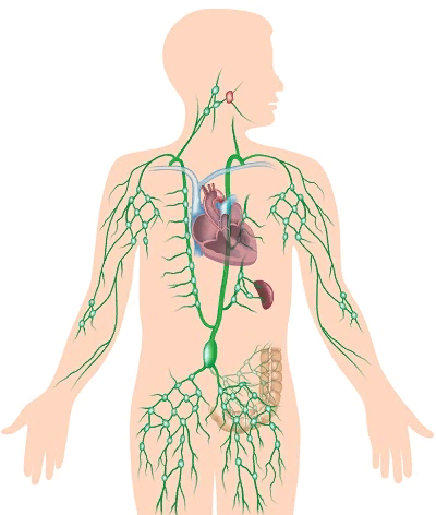 Схема лимфатической системы человека