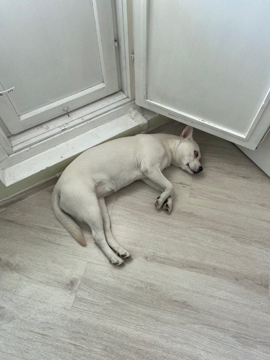 На карантине помогает только сон и еда.