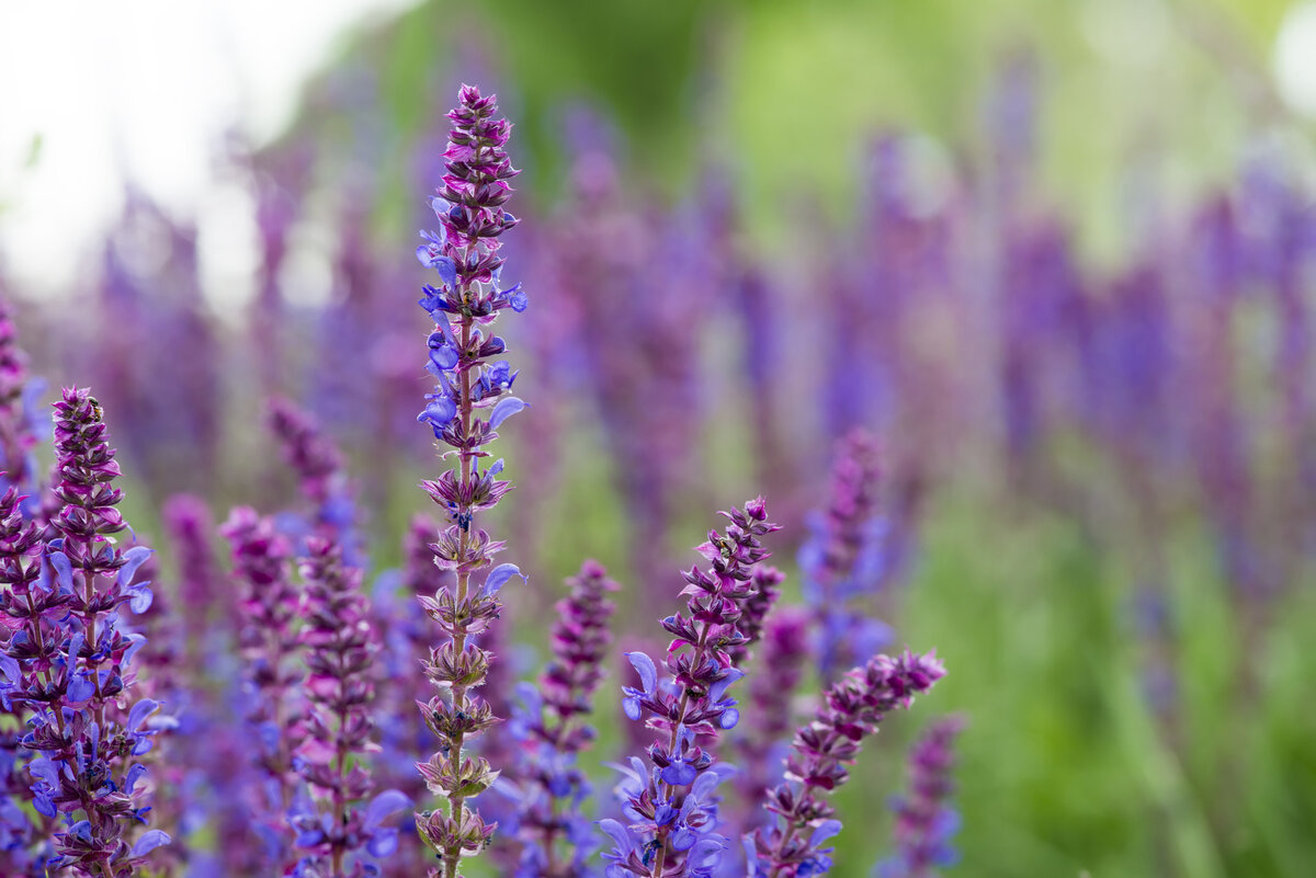 Шалфей Salvia Bumbleberry