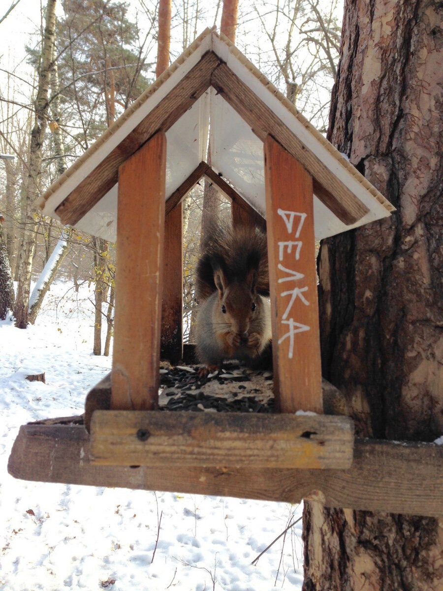 Белка ест семечки