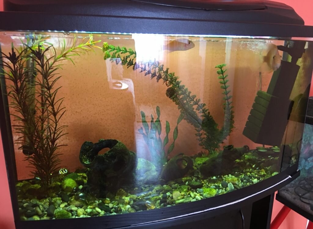 Фото обычного аквариума: есть грунт, травка и рыбки, но всё это без общей идеи и дизайна (взято с Яндекс-картинки)