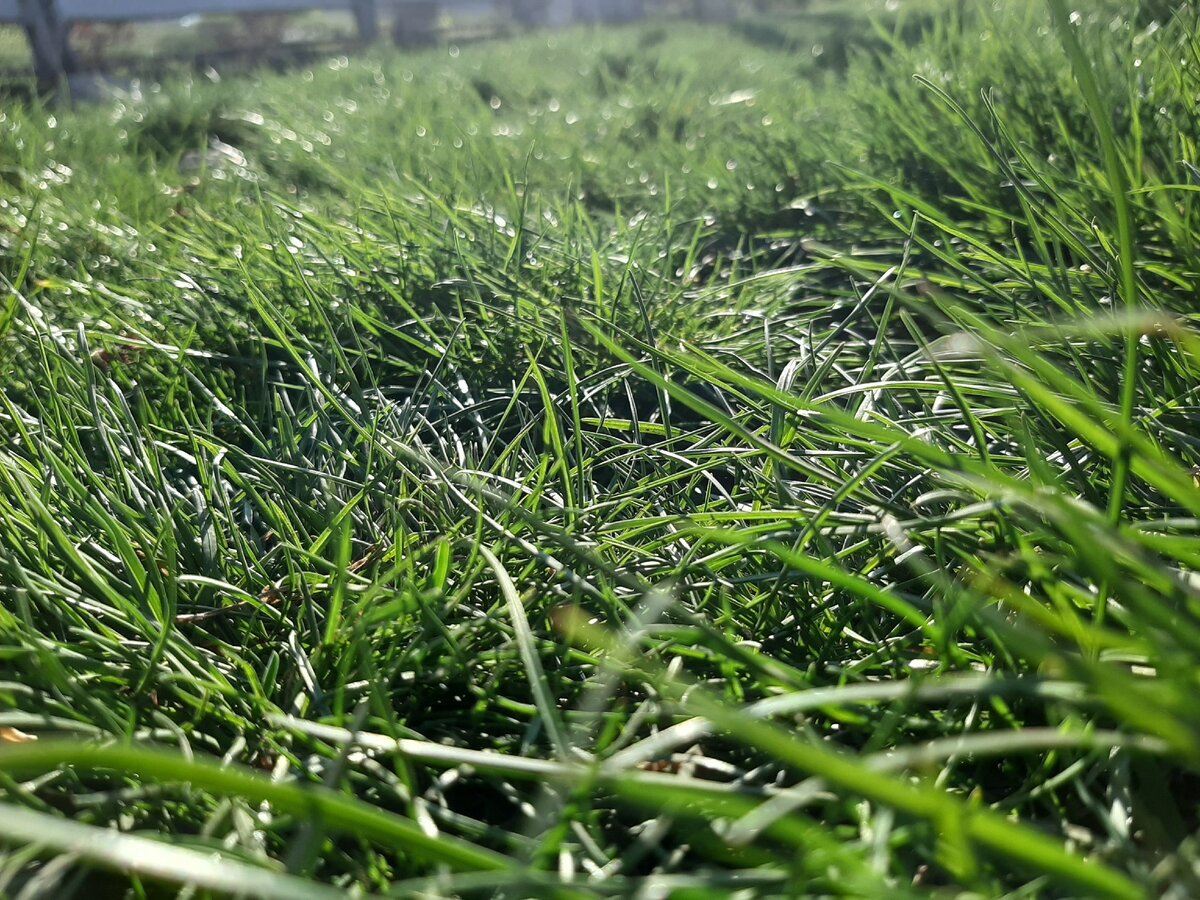 Зелёная травка 