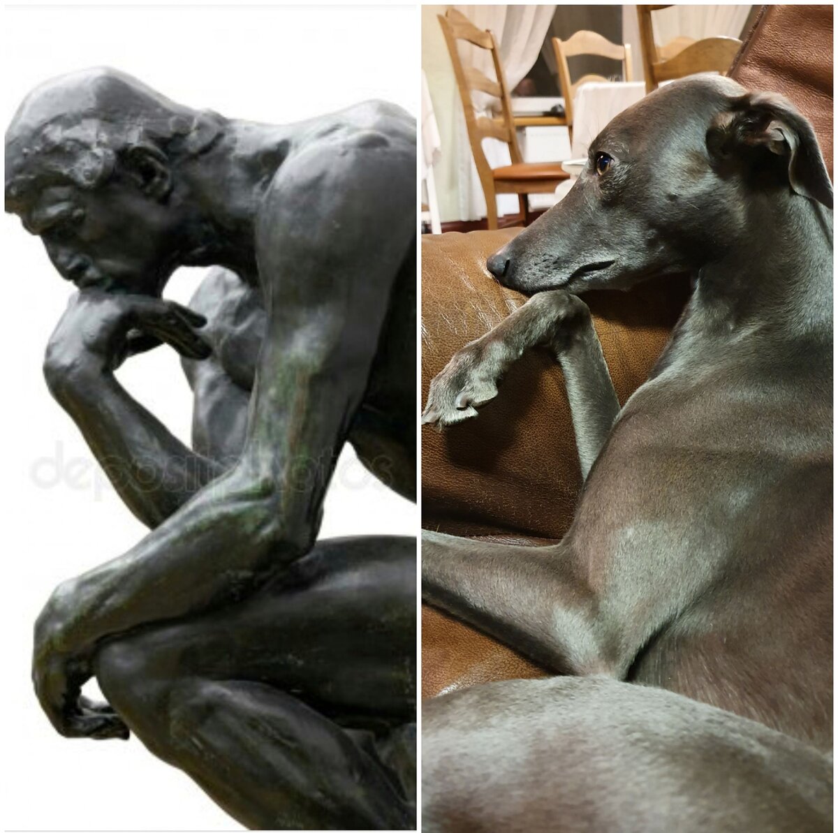 Скульптура «Мыслитель» Огюста Родена vs уиппет Кольт. Фото: Екатерина И.