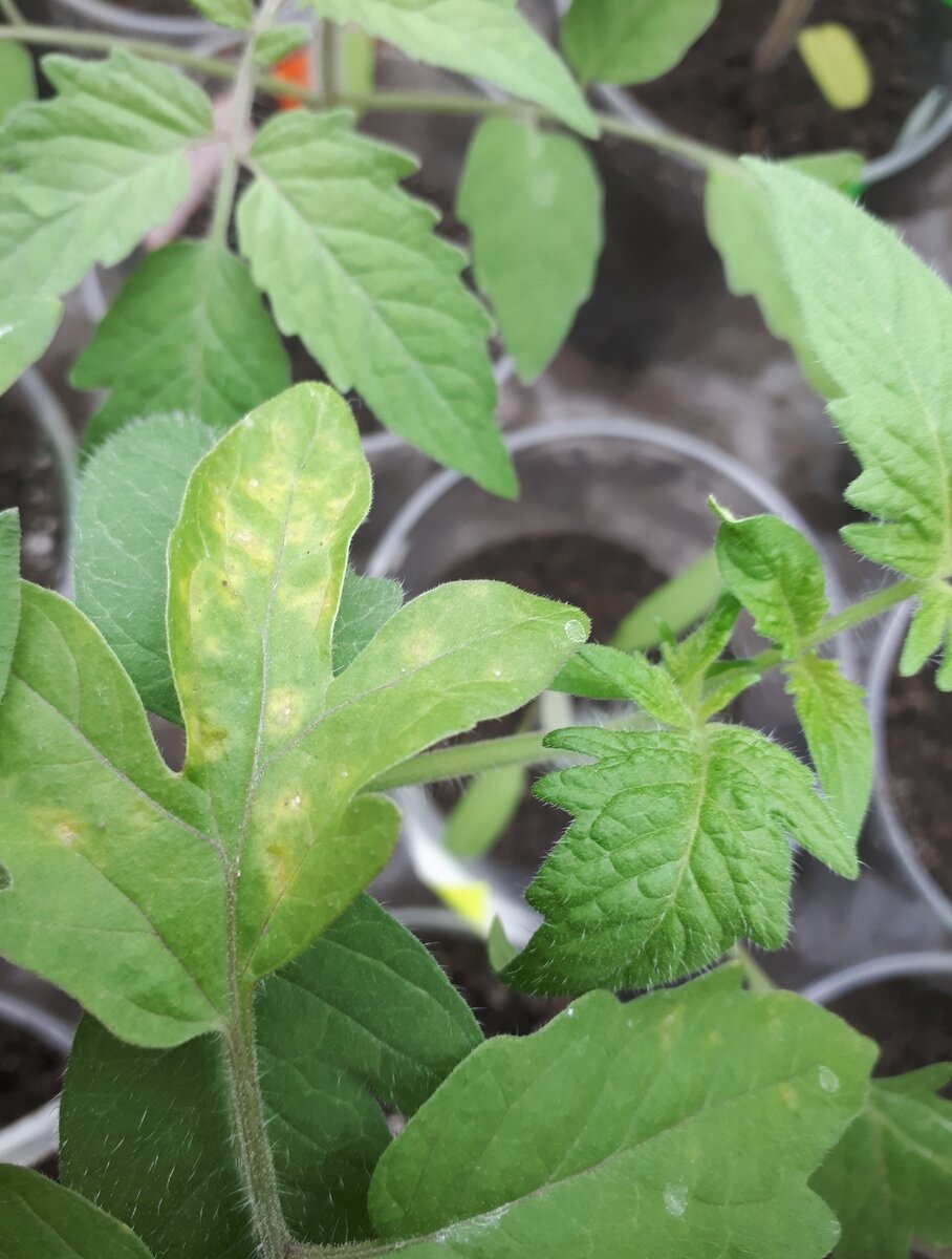 Болезни томатов на листьях рассады фото и их лечение