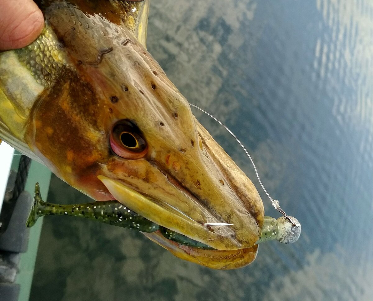 Щука на виброхвост и джиг-головку осенью